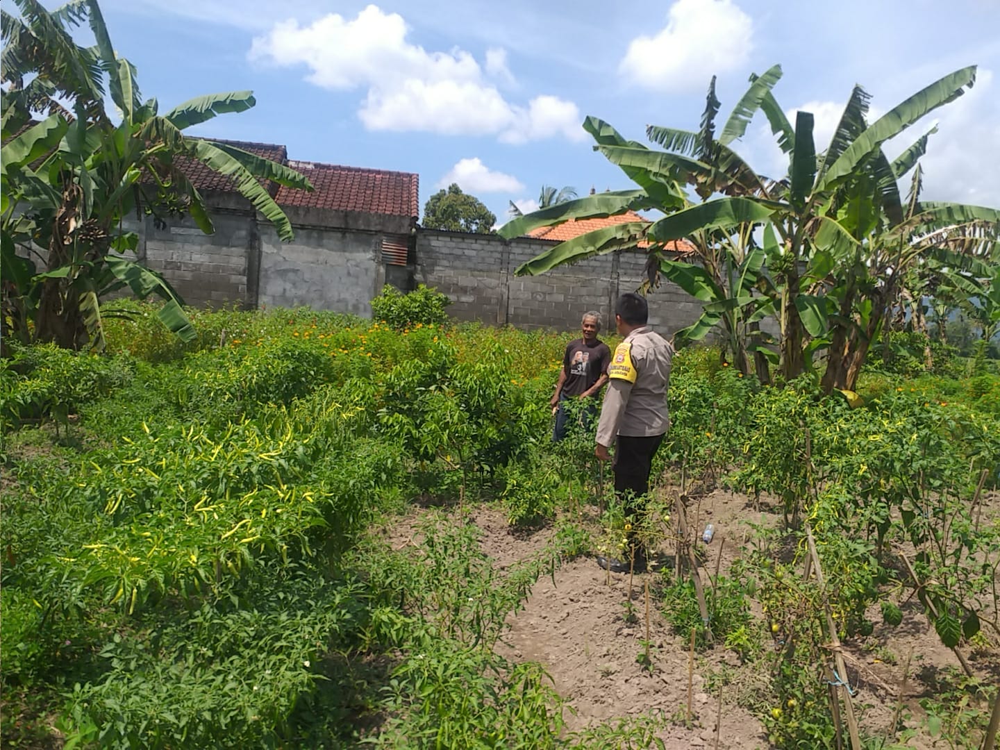 Ketahanan Pangan Keluarga: Upaya Nyata dari Desa Jagaraga