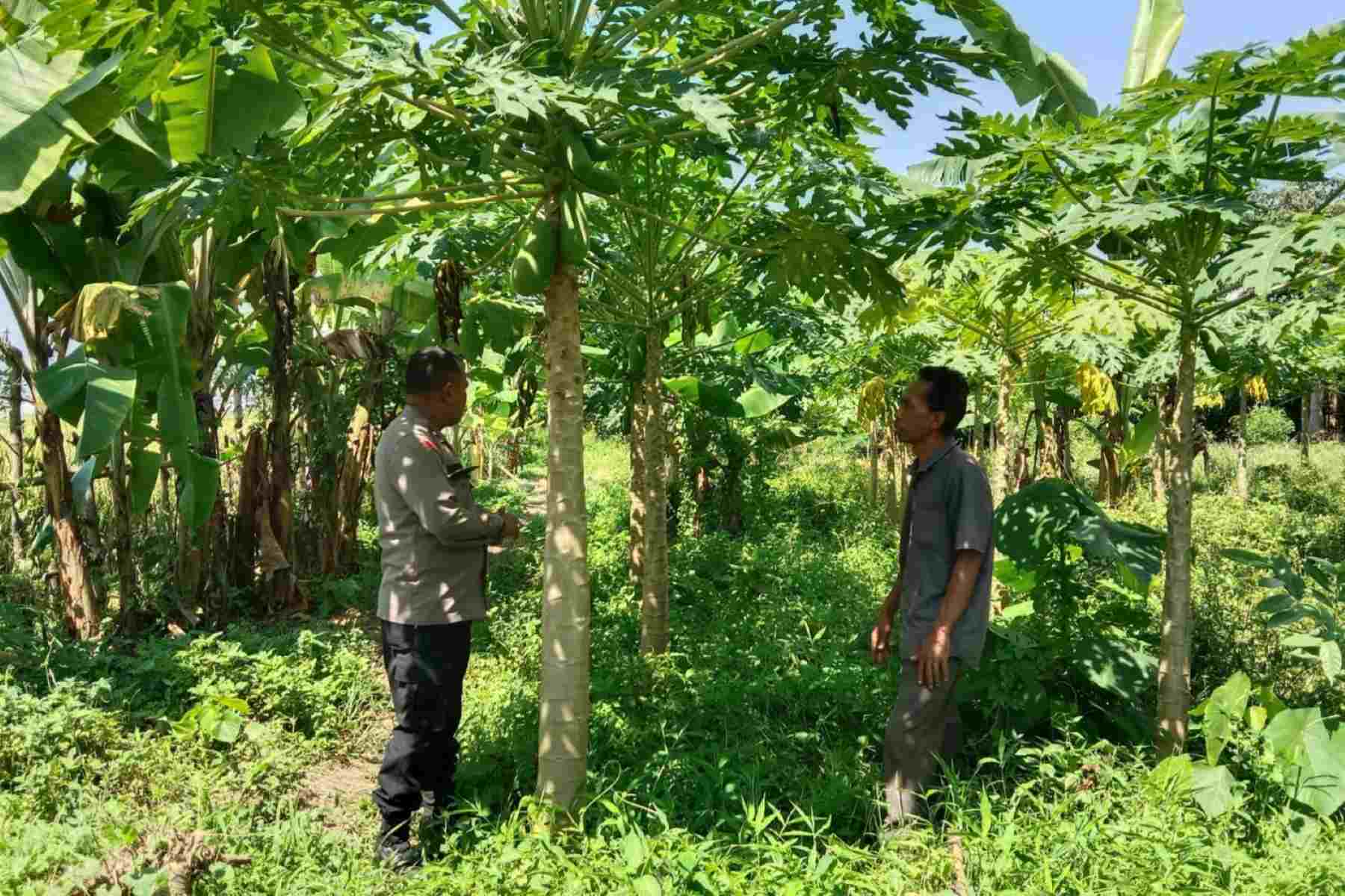 Sinergi Warga dan Polisi Gerakkan Pertanian Rumah Tangga