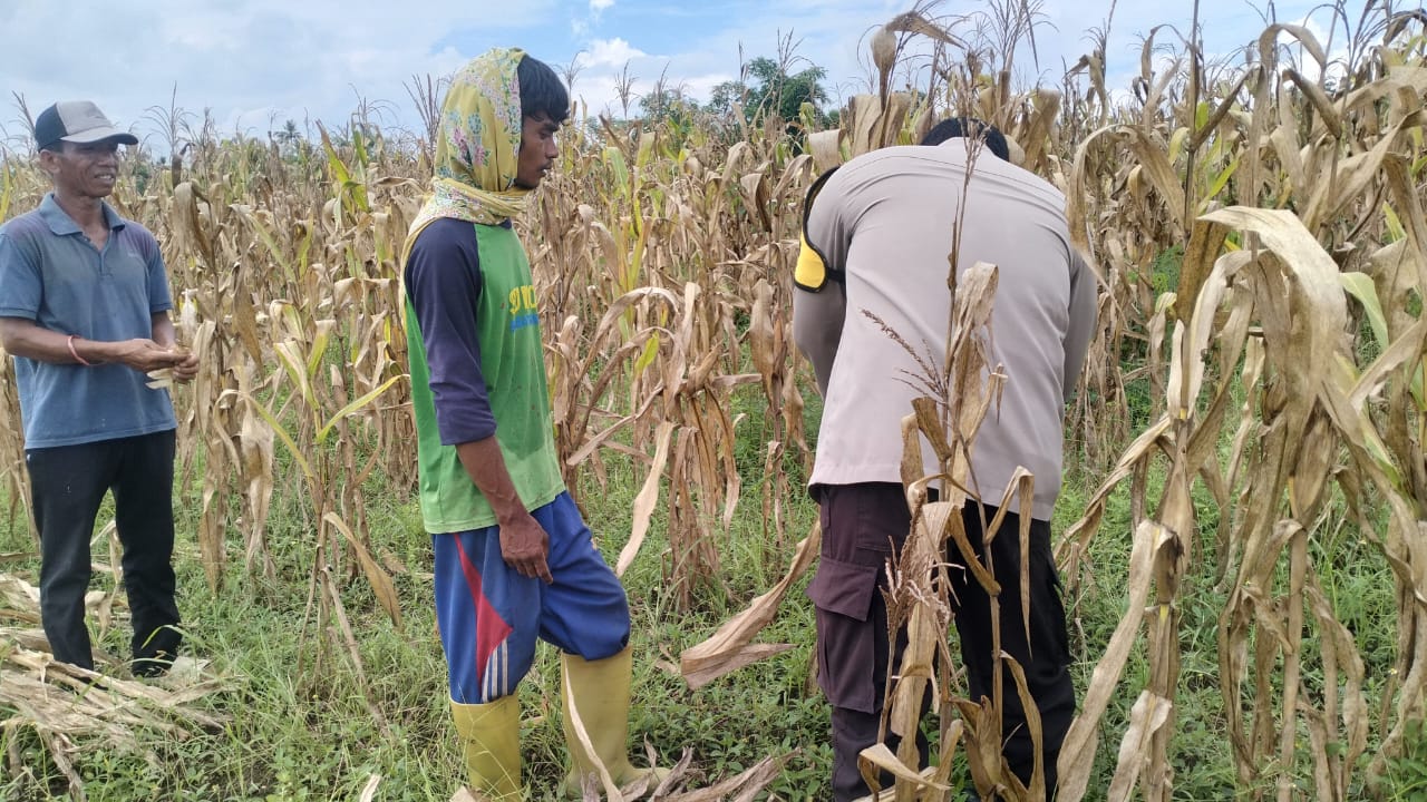 Polri Terjun ke Sawah: Dukungan Nyata untuk Petani Jagung Lombok Barat