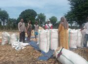 Pemantauan hasil panen warga Desa Serakapi dalam mendukung Program Ketahanan Pangan Nasional menuju Indonesia Emas 2045