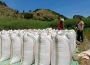 Dukung Ketahanan Pangan, Bhabinkamtibmas Marada Dampingi Warga Jemur Jagung di Tengah Cuaca Ekstrem