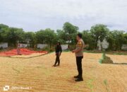 Dukung Ketahanan Pangan, Bhabinkamtibmas Hu’u Dampingi Warga Panen Jagung