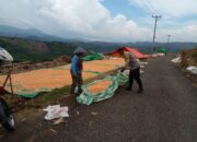 Bhabinkamtibmas Nungga Bantu Jemur Jagung Warga, Dukung Ketahanan Pangan Nasional