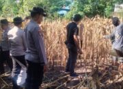 Polri untuk Masyarakat, Personel Polsek Asakota Bantu Petani Panen Jagung