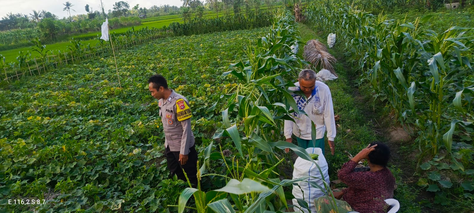 Bhabinkamtibmas Kuripan Utara Dukung Ketahanan Pangan Lokal