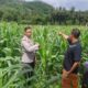 Polri Hadir di Ladang Jagung Sekotong, Dorong Stabilitas Pangan