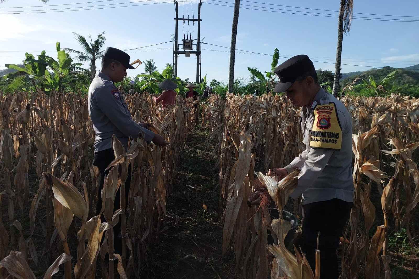 Polsek Gerung Aktif Dukung Rantai Pasok Pertanian