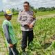 Bhabinkamtibmas Telagawaru Dorong Ketahanan Pangan Warga Paok Kambut