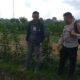 Ketahanan Pangan Dimulai dari Desa, Inisiatif Bhabinkamtibmas di Dusun Beremi Kuripan