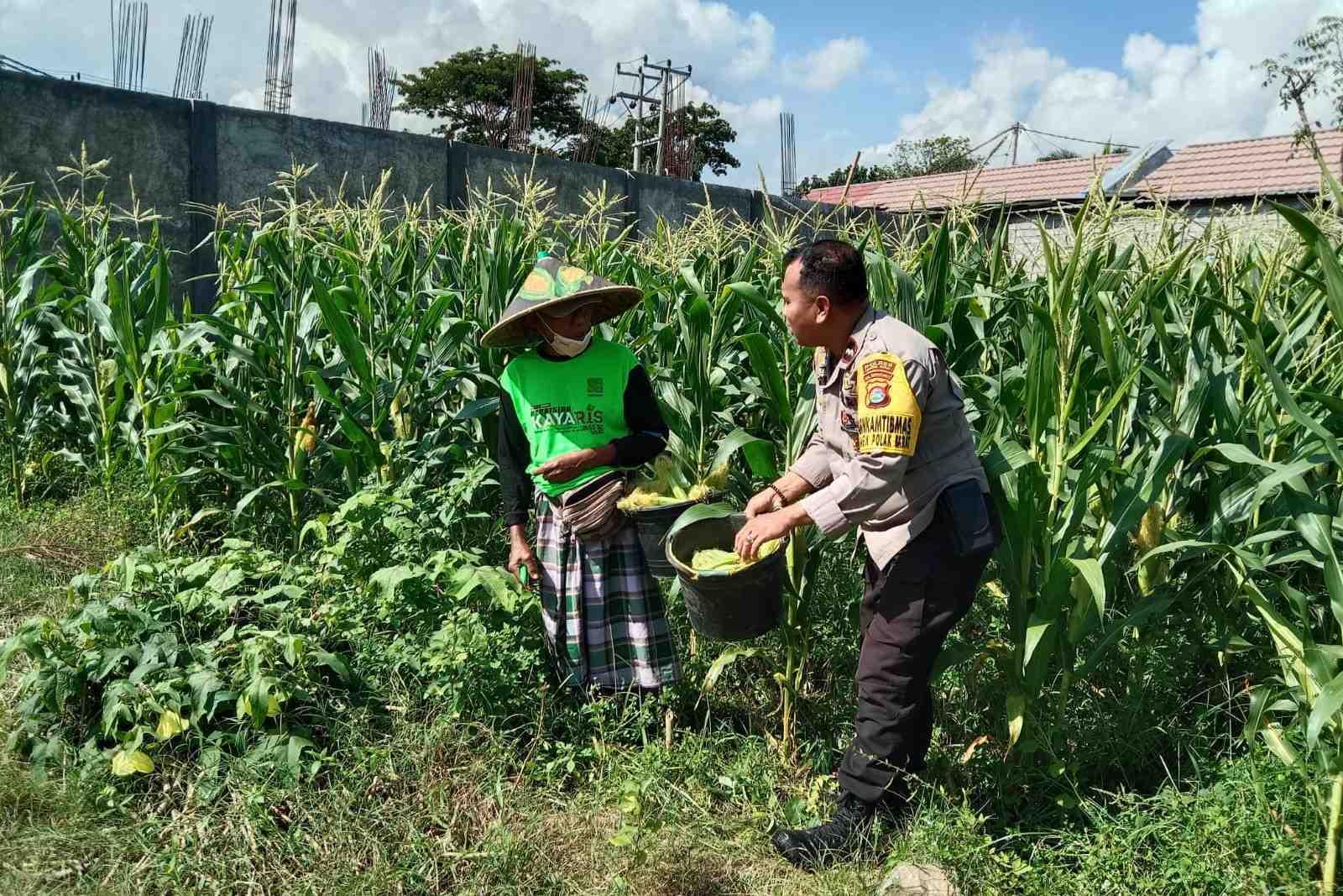Polsek Labuapi Edukasi Warga Desa Jerneng untuk Tanam Sayur