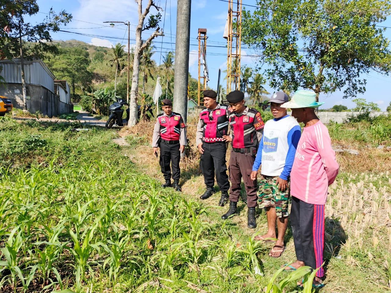 Polri Hadir Bantu Petani Jagung Wujudkan Swasembada di Lombok Barat