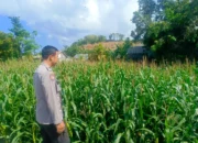 Bhabinkamtibmas Dampingi Petani Jagung, Wujud Nyata Dukungan Polri di Desa Perampuan