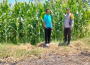 Tak Hanya Mengamankan, Bhabinkamtibmas Desa lasi Polsek Kilo Polres Dompu Turun ke Sawah Temani Petani.