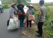 Bhabinkamtibmas Gerung Kawal Panen 3,6 Ton Jagung Warga