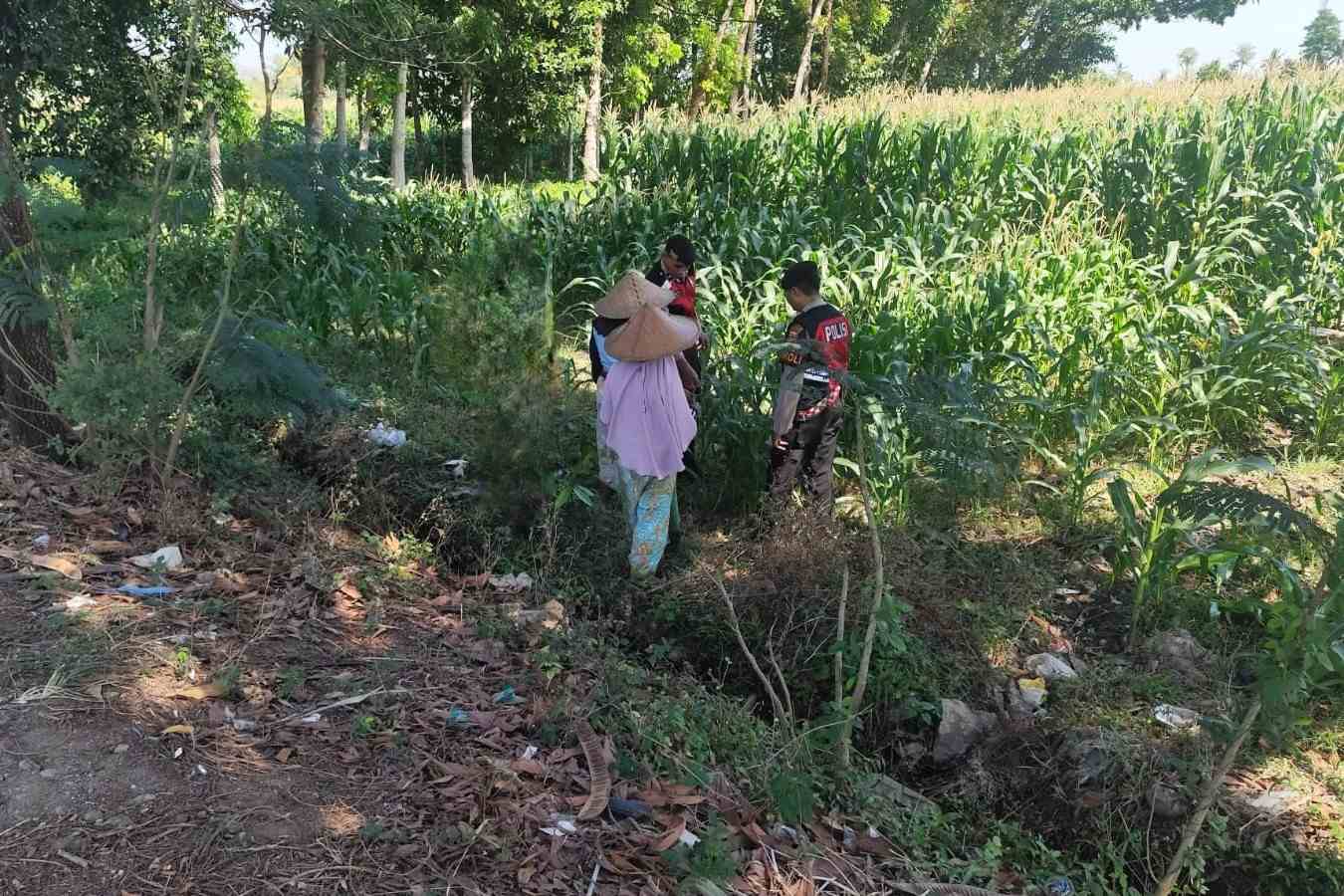 Patroli Ketahanan Pangan: Sinergi Polres Lobar dan Petani Jagung