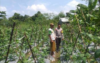 Sinergi Polri-Warga: Pekarangan Rumah Jadi Kunci Mandiri Pangan