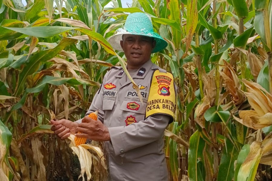 Bhabinkamtibmas Desa Beleka Dampingi Petani Serahkan Hasil Panen ke Bulog