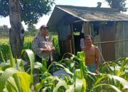 Bhabinkamtibmas Labuapi Ajak Warga Lombok Barat Lakukan Swasembada Pangan di Pekarangan