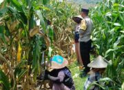 Bhabinkamtibmas Lombok Barat Motivasi Petani di Sawah