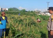 Langkah Nyata Polsek Labuapi Wujudkan Swasembada Pangan