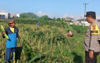 Polsek Labuapi Kawal Petani Jagung di Karang Bongkot