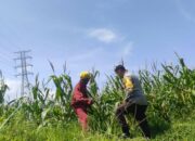 Bhabinkamtibmas Kuranji Dalang Motivasi Petani Lokal