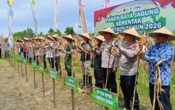 Sinergi Polri dan Pemprov NTB: Sukseskan Panen Jagung Kuartal I 2026