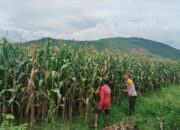 Bhabinkamtibmas Desa Mumbu Lakukan Pengecekan Lahan Jagung Binaan Kapolres Dompu