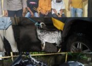Nyolong Satu Ekor Kambing, Tiga Pria Asal Desa Tonda ini Diamankan Polsek Madapangga