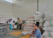 Stok Jagung Melimpah, Bhabinkamtibmas Gerung Kawal Distribusi Pangan