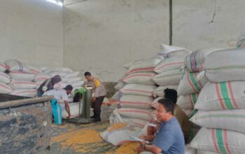 Stok Jagung Melimpah, Bhabinkamtibmas Gerung Kawal Distribusi Pangan