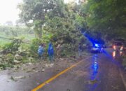 Pohon Tumbang Tutup Jalan di Desa Luk, Personel Polsek Rhee Sigap Evakuasi dan Atur Lalu Lintas