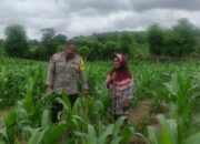 Bhabinkamtibmas Polsek Kilo Pantau Lahan Jagung Warga Dukung Program Ketahanan Pangan Nasional