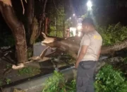 Pohon Tumbang di Batulayar, Polisi Gerak Cepat Sterilisasi Jalan