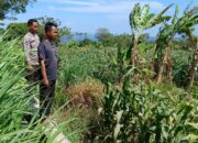 Polsek Pekat Laksanakan Pemantauan Lahan Jagung Warga Binaan di Desa Calabai