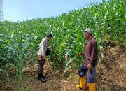 Bhabinkamtibmas Polsek Pekat Lakukan Pemantauan Lahan Jagung Warga Dukung Ketahanan Pangan Nasional