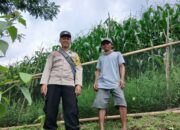 Bhabinkamtibmas Polsek Kilo Pantau Lahan Jagung Warga di Desa Mbuju, Dukung Program Ketahanan Pangan Nasional