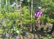 Polsek Batulayar Dorong Warga Manfaatkan Lahan Pekarangan