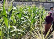 Polri Dorong Ketahanan Pangan di Labuapi Lombok Barat