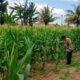 Polsek Labuapi Kawal Produktivitas Lahan Jagung di Lombok Barat