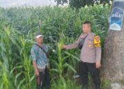 Polsek Manggelewa Pantau Lahan Jagung Warga Dukung Program Ketahanan Pangan Nasional