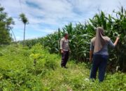Polsek Pekat Pantau Lahan Jagung Warga Dukung Ketahanan Pangan Nasional