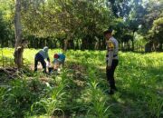 Wujudkan Kedaulatan Pangan, Personel Polsek Buer Dampingi Petani Jagung di Desa Tarusa