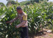 Dukungan ketahanan pangan, Polsek Praya Timur Lakukan Pengecekan Lahan Jagung di Desa Kidang