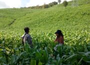 Polsek Manggelewa Pantau Lahan Jagung Warga Dukung Ketahanan Pangan Menuju Indonesia Emas 2045