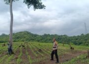 Perkuat Ketahanan Pangan Nasional, Bhabinkamtibmas Desa Tarusa Pantau Pertumbuhan Jagung
