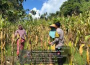 Bhabinkamtibmas Pandan Indah Sambangi Warga, Cek Tanaman Jagung dan Sampaikan Info HET