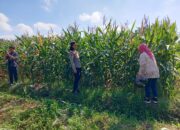 Kapolsek Selong Cek Lokasi Panen Jagung, Dorong Persiapan Panen Raya di Lombok Timur