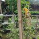 Lahan Sempit Bukan Halangan, Warga Labuapi Berhasil Wujudkan Ketahanan Pangan Mandiri Lewat Media Polibag