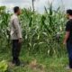 Upaya Ketahanan Pangan Lewat Pemanfaatan Lahan di Labuapi
